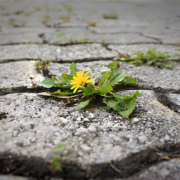 Gambar simbol pertumbuhan dan kekuatan diri, menunjukkan proses menjadi lebih tangguh melalui tantangan hidup.